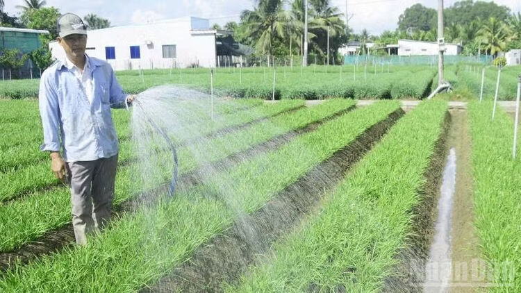 Trồng rau hẹ giúp người dân Vĩnh Long ổn định cuộc sống
