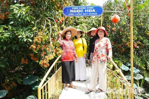 Xã Lai Vung: Các điểm tham quan vườn cây ăn trái thu hút khách