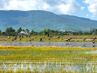 Cảnh tượng hiếm gặp: Cò nhạn sách Đỏ kéo đàn về cánh đồng Đắk Lắk