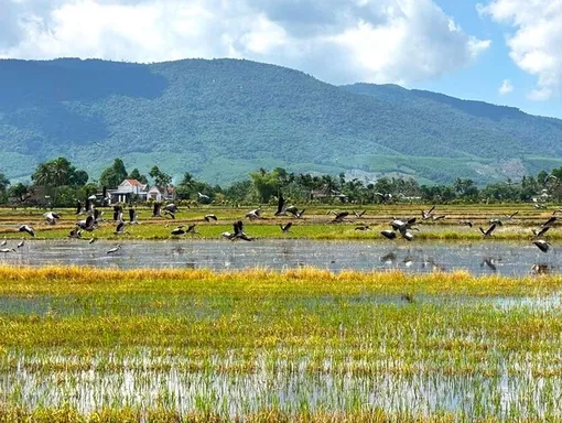 Cảnh tượng hiếm gặp: Cò nhạn sách Đỏ kéo đàn về cánh đồng Đắk Lắk