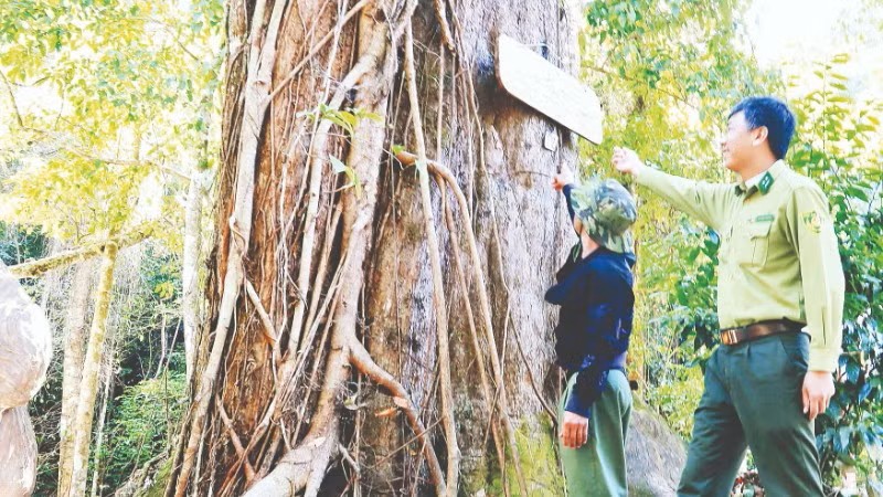 “Báu vật đỏ” giữa đại ngàn xanh