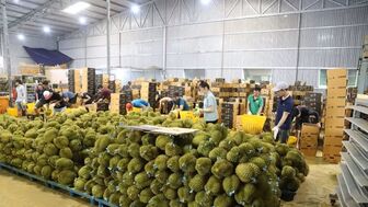 Xuất khẩu rau quả đạt hơn 2,67 tỷ USD trong 5 tháng đầu năm 2026