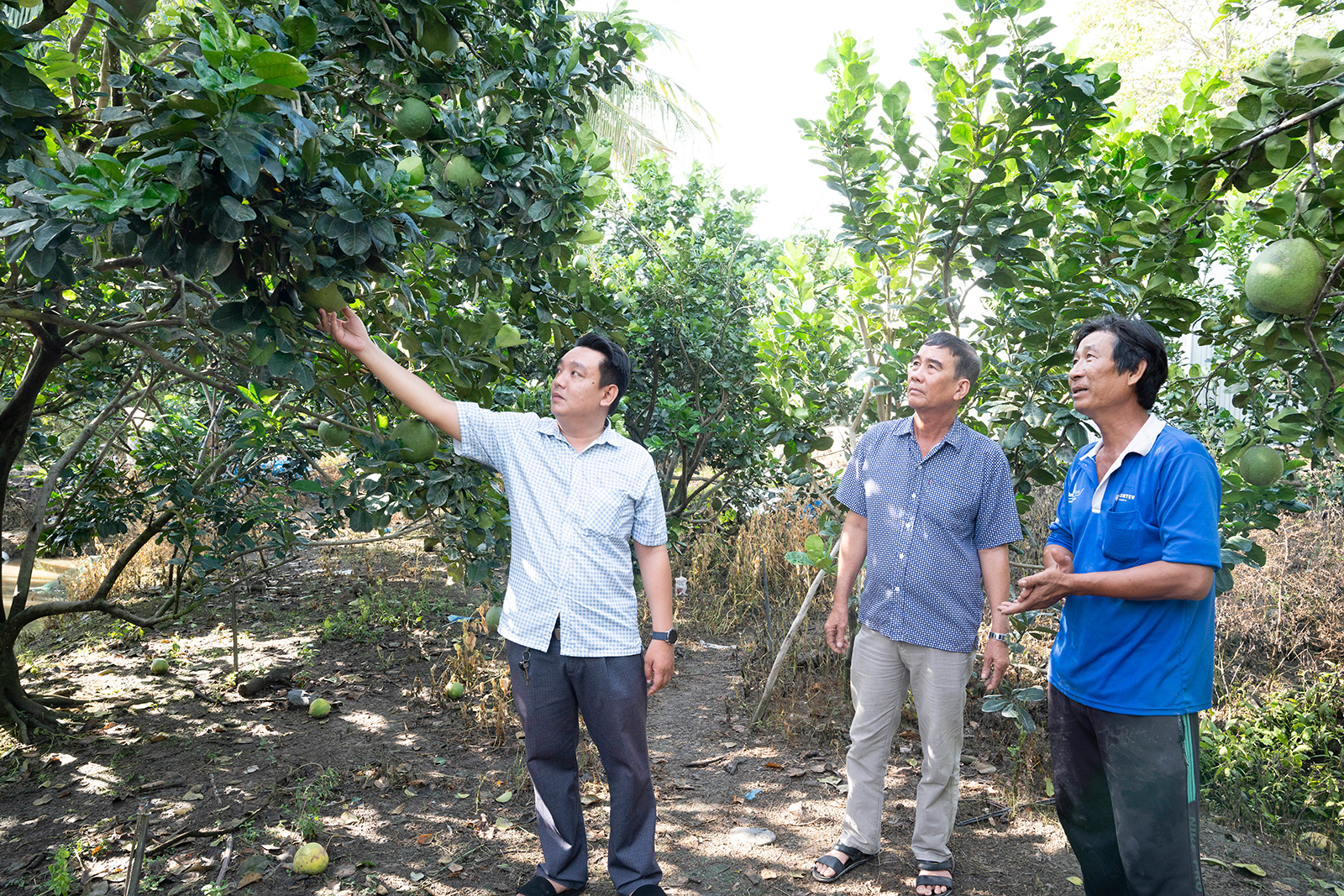 Đất lúa nở trái ngọt ở Vĩnh An