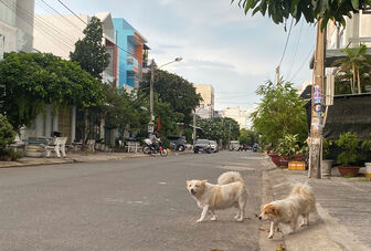 Nỗi lo chó thả rông