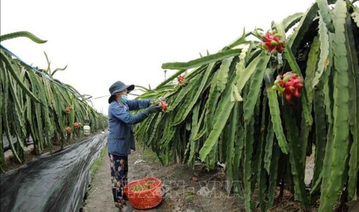 Phấn đấu hỗ trợ 25.000 doanh nghiệp, hộ kinh doanh, hợp tác xã kinh doanh bền vững