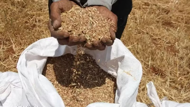 FAO cảnh báo cú sốc hệ thống với mạng lưới nông nghiệp và lương thực toàn cầu