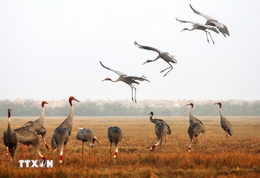 Bảo tồn sếu đầu đỏ gắn với phục hồi sinh cảnh tại Tràm Chim