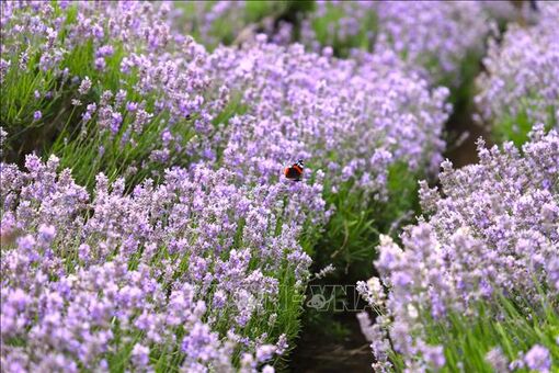 Mùa hoa oải hương (lavender) ở nước Anh