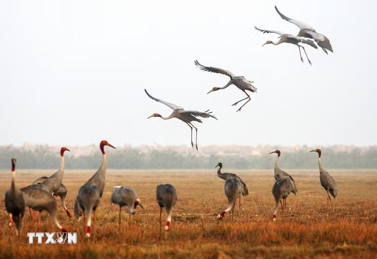 Bảo tồn sếu đầu đỏ gắn với phục hồi sinh cảnh tại Tràm Chim