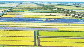 Liên kết bền vững, đưa gạo Cà Mau vươn xa