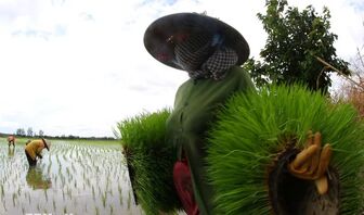 Vòng đời của hạt lúa tại Đồng bằng sông Cửu Long