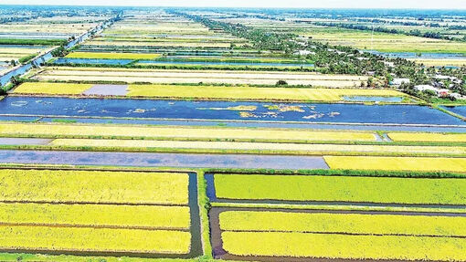 Liên kết bền vững, đưa gạo Cà Mau vươn xa