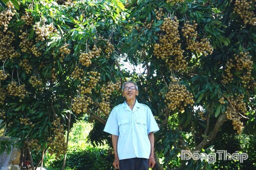 Nâng tầm giá trị cây ăn trái
