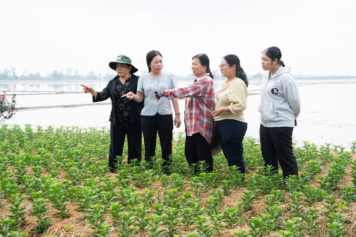 Những mùa trái ngọt ở Vĩnh Hanh