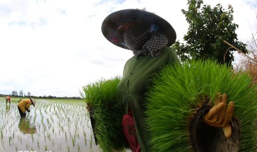 Vòng đời của hạt lúa tại Đồng bằng sông Cửu Long