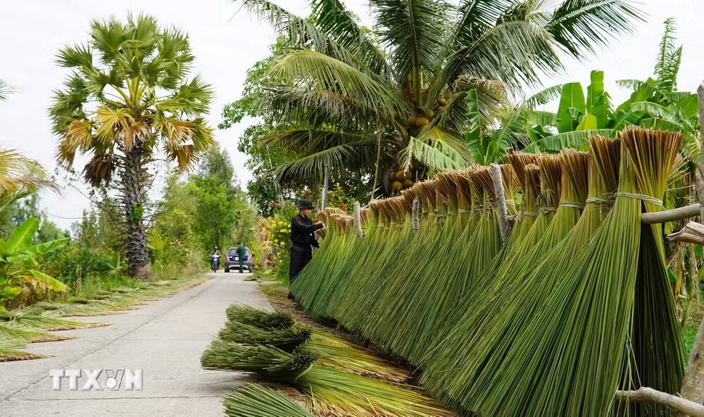 An Giang: Người dân vùng biên tận dụng cỏ bàng làm đồ thủ công mỹ nghệ phát triển kinh tế