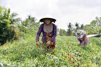 Nông dân khó đầu ra: Chờ Nhà nước hay phải đổi cách làm ăn?