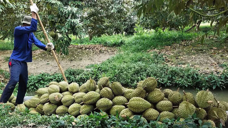 Cần Thơ kích cầu tiêu thụ sầu riêng vào đợt thu hoạch cao điểm
