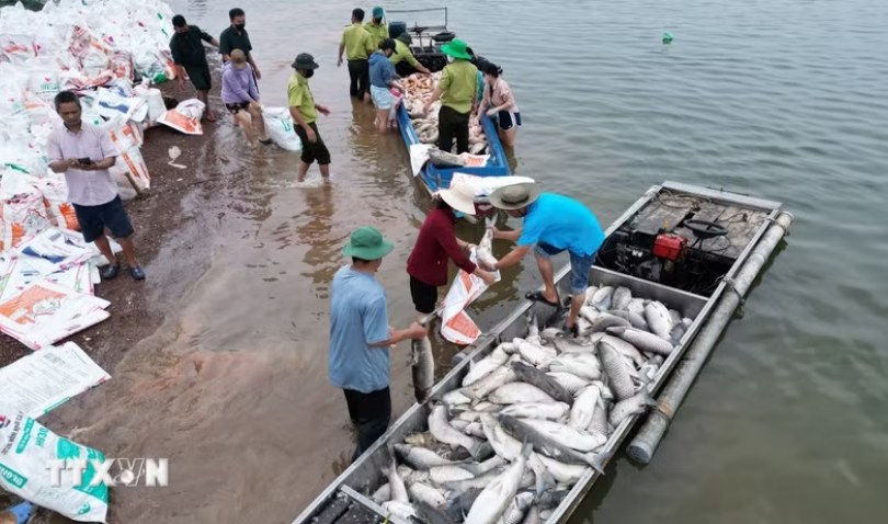Hơn 100 tấn cá chết trên hồ Trị An​ tại Đồng Nai