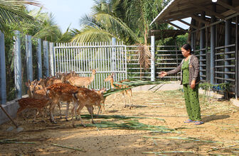 Làm giàu từ nuôi hươu lấy nhung