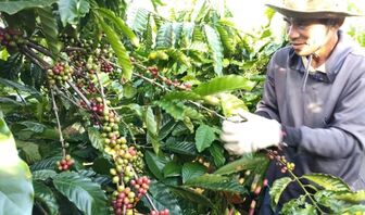 Thị trường nông sản: Giá càphê mất đà tăng, gạo Việt chịu thêm áp lực