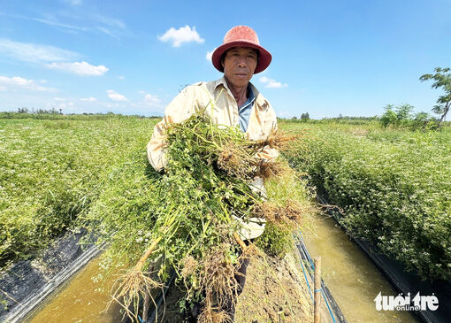 Đồng "lá thơm" ở Đà Nẵng mùa thu hoạch, từ đầu làng cuối xóm ngát hương