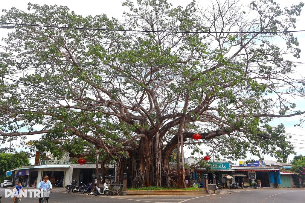 Cây đa đặc biệt ở ngôi làng còn lưu giữ 32 sắc phong vua ban