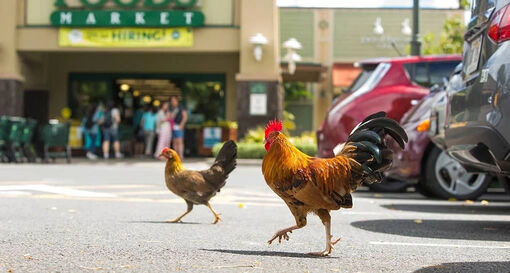 Nơi thả rông hơn 400.000 con gà hoang nhưng người dân không ai bắt làm thịt