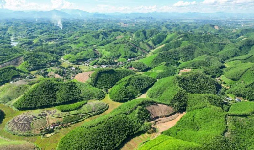 5 tháng, cả nước trồng mới tập trung 112.100 ha rừng