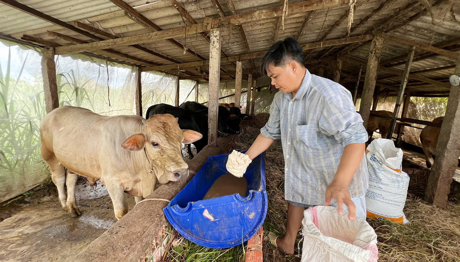 Tận dụng phụ phẩm nông nghiệp để nuôi bò