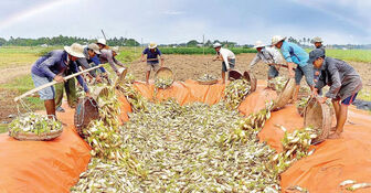 Xá Pấu Vĩnh Châu
