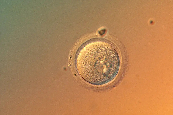 Lần đầu chỉnh sửa chính xác gene trong phôi người, mở ra cơ hội và tranh cãi mới