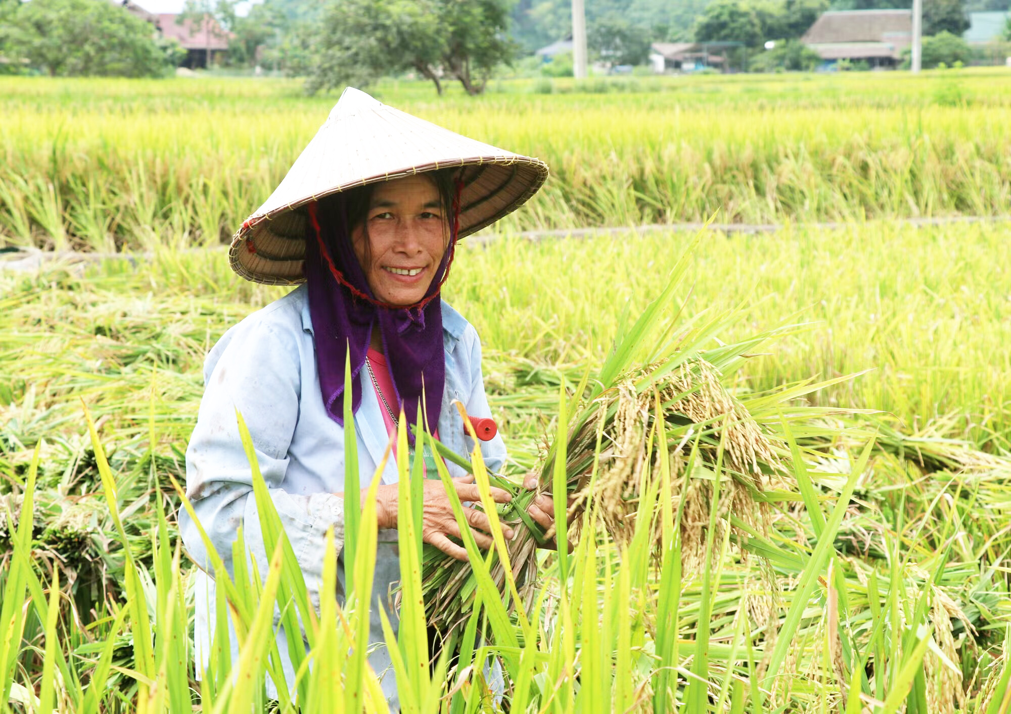 Nhộn nhịp mùa gặt ở vùng biên Tuyên Quang