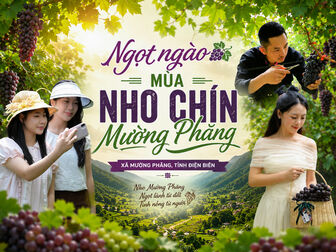 Ngọt ngào mùa nho chín Mường Phăng