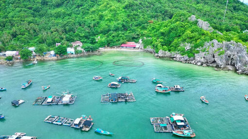 Hòn Nghệ, không chỉ là thương hiệu cá lồng bè