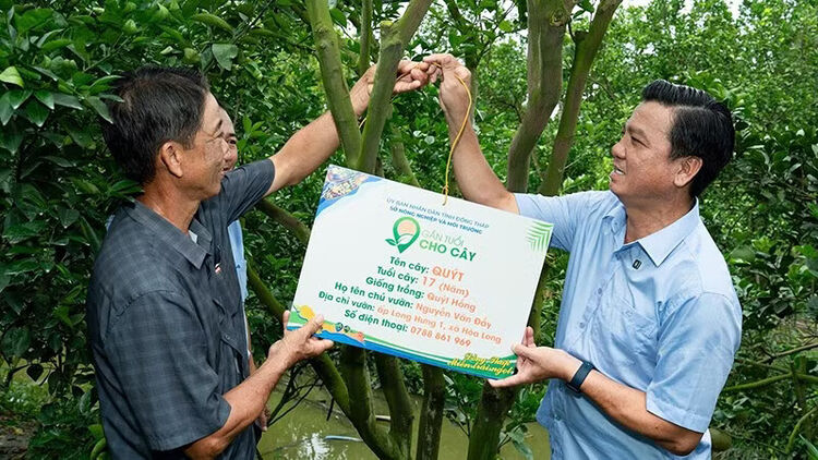 Đồng Tháp: 21 cây ăn trái từ 10 đến 80 năm được gắn tuổi