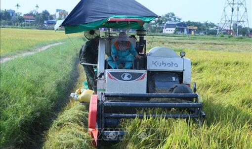 Lúa Xuân được mùa, nông dân rộn ràng vào vụ gặt