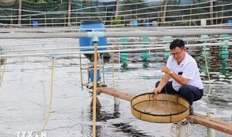 Công nghệ cao "tiếp sức" cho ngành tôm tại Vĩnh Long
