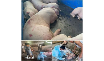 Điều tra nhóm đối tượng mua bán, tiêu thụ lợn nhiễm dịch tả lợn châu Phi