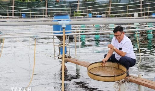 Công nghệ cao "tiếp sức" cho ngành tôm tại Vĩnh Long