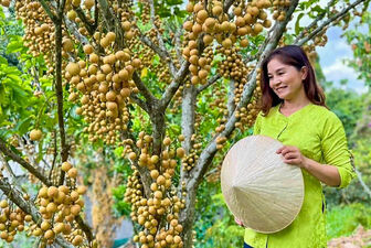 Trốn nóng ở vườn trái cây