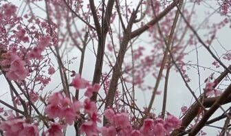 Từ sakura đến sắc thắm anh đào Vĩnh Sơn