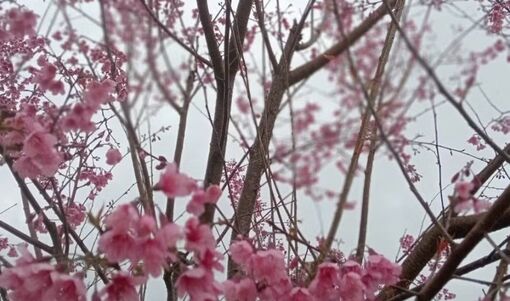 Từ sakura đến sắc thắm anh đào Vĩnh Sơn
