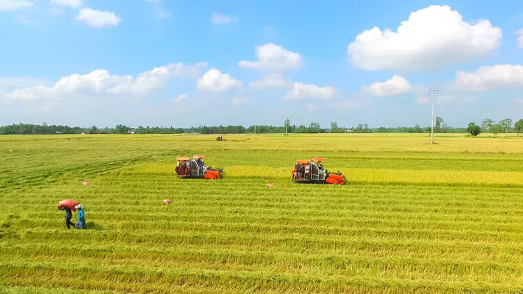 Nghịch lý logistics vùng Đồng bằng sông Cửu Long