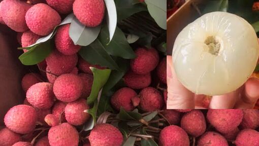 "Quả vàng" nơi chân đồi Đồng Quýt