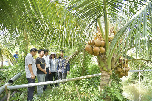 Trồng dừa 2 ngọn trên đất phèn