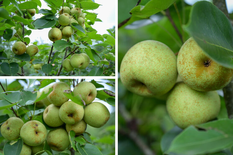 Ngọt lành mùa lê chín Pu Nhi