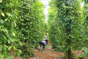 Giá trị kép từ sản xuất hồ tiêu hữu cơ