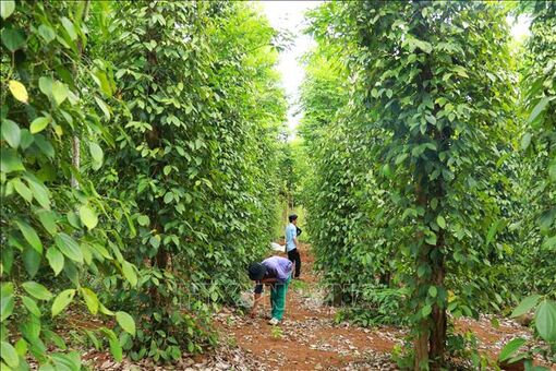 Giá trị kép từ sản xuất hồ tiêu hữu cơ