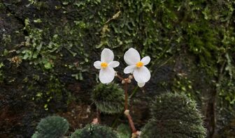 Phát hiện một trong những loài thu hải đường đẹp nhất miền Trung